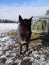 Tired brown horse in front of a big hay rack