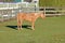 Tired Brown Mare in Pasture