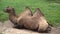 Tired Camel Resting Animal Background