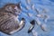 Tired cat on the bed next to the wool brush. Tufts of fluff after combing the cat`s hair