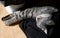 Tired cat, domestic cat resting on a carpet in natural background on a shadow, tired grey cat, sleepy tired cat, cat