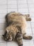 Tired cat lying on the floor, siberian breed brown mackerel tortie