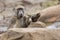 Tired Chacma baboon sit on rocks to rest after hard day