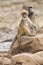 Tired Chacma baboon sit on rocks to rest after hard day