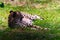 Tired cheetah relaxing on the grass in the zoo on a sunny day