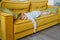 A tired child is lying on a yellow sofa. The boy is lying on his stomach with his arm hanging off the sofa