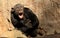 Tired Chimpanzee