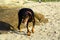 Tired Doberman on the beach.