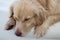 Tired dog lounging on a boat