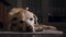 Tired dog lying on carpet while falling asleep