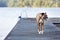 Tired Dog walking on dock at lake