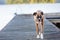 Tired Dog walking on dock at lake