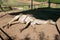 Tired dromedary lying on the ground