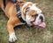 Tired English BullDog in Harness Lying Down with Tongue Out