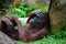 Tired female orangutan ape rests against tree with hand on her head