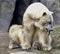 Tired Female Polar Bear