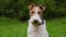 Tired fox terrier sits in a spring park on a blurred background of green grass. The pet looks ahead carefully, then