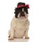 Tired french bulldog with black hat sitting down