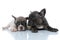 Tired French bulldog cubs looking forward and blinking