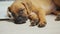 Tired and funny German boxer puppy falls asleep, tired dog