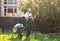 Tired gardener in green uniform cleans the rake from the leaves. Gardening and yard cleaning