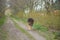 Tired German Shepherd dog on unpaved path