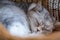 Tired gray cat sleeping in wicker basket