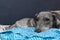 A tired gray greyhound resting on a blue pillow and white sheet. close-up. A pacified expression of the muzzle