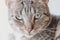 Tired gray tabby cat in close-up