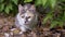 Tired Homeless Tricolor Wild Cat Sits in Dry Grass in Green Foliage. Slow motion