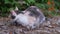 Tired Homeless Tricolor Wild Cat Sits in Dry Grass in Green Foliage. Slow motion