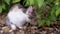 Tired Homeless Tricolor Wild Cat Sits in Dry Grass in Green Foliage. Slow motion