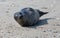 Tired Horsehead seal