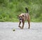 A tired hound retrieving a ball