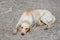 Tired labrador retriever is laying