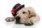 Tired labrador retriever puppy wearing hat is sleeping