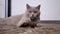 A Tired Lazy Cat Lying on Floor, Looking at the Camera, Guards a Pine Cone