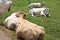 Tired and lazy cows lying in green meadow