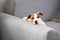 Tired and lazy jack russell terrier dog falls asleep, lying on sofa, relaxing at home. Closeup