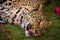 Tired leopard laying on the ground