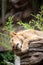 Tired Lioness Sleeping on Rock