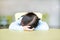 Tired little Asian child girl sleeping on children table in the kid room
