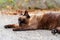 Tired lying Siamese stray cat on an asphalt road