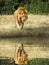 A tired male lion walks against the water hole and shadow.