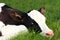 Tired newborn Holstein calf laying in the grass
