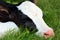 Tired newborn Holstein calf laying in the grass