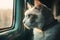 Tired old cat watching out of a window of old train or camper van, AI generative