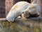 Tired Polar Bear laying in evening Sun