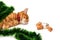 Tired red-headed kitten lying on its side in Christmas tinsel an