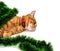 Tired red-headed kitten lying on its side in Christmas tinsel an